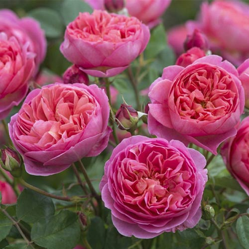 1 db, English Rose Boscobel , C5 - Palánták: Mod de ambalare: 1 db