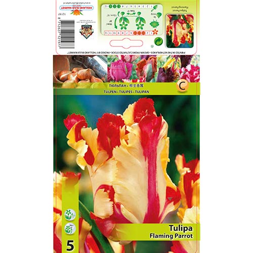1 szt, Tulipán Flaming Parrot - Hagymák: Mod de ambalare: 5 db