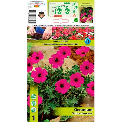 1 db, Gólyaorr (Geranium) Subcaulescens - Évelő: Mod de ambalare: 1 db