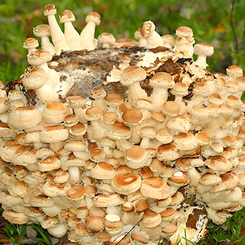 1 szt, Siitake - : Mod de ambalare: 1 db