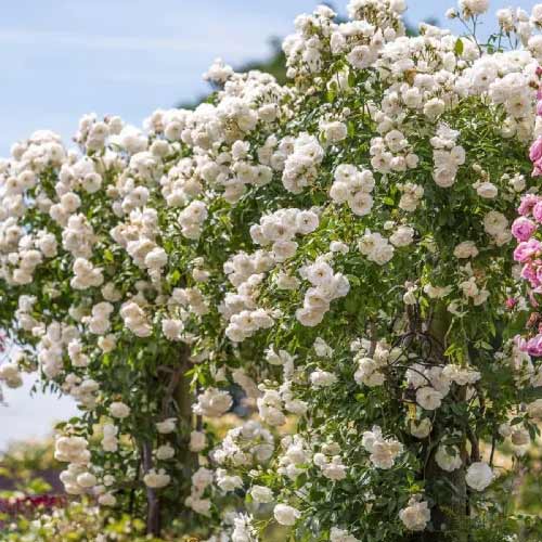 1 Pflanze(n), Kletterrose Climbing Iceberg - Setzlinge: Ilość w opakowaniu: 1 Pflanze(n)