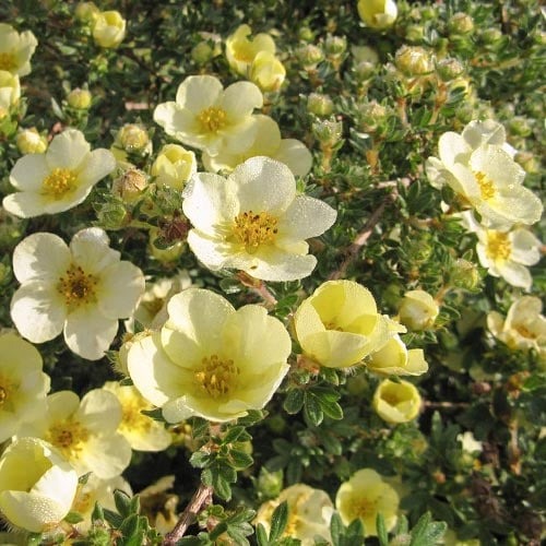 1 none, Fingerstrauch Primrose Beauty - Setzlinge: Ilość w opakowaniu: 1 none