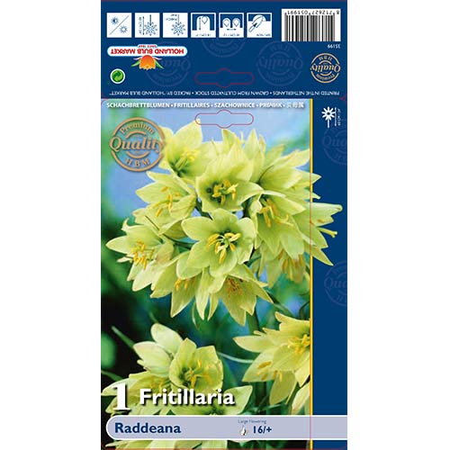 1 Stück, Schachbrettblume (Fritillaria) Raddeana - Blumenzwiebeln: Ilość w opakowaniu: 1 Stück