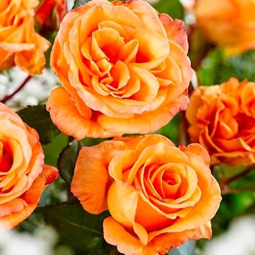 1 Pflanze(n), Großblütige Rose orange - Setzlinge: Ilość w opakowaniu: 1 Pflanze(n)