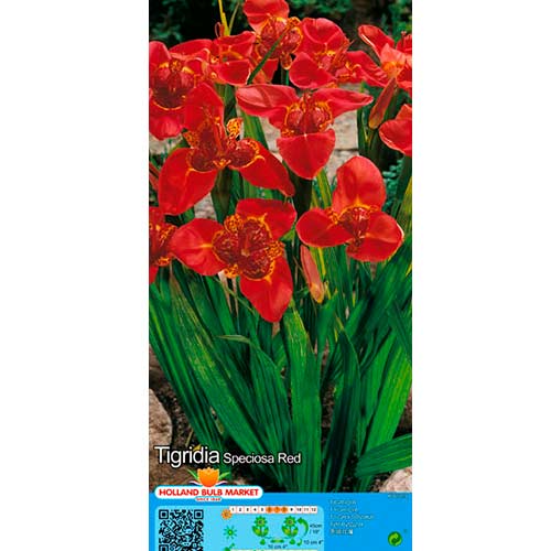 10 Stück, Tigerblume Red - Zwiebeln: Ilość w opakowaniu: 10 Stück