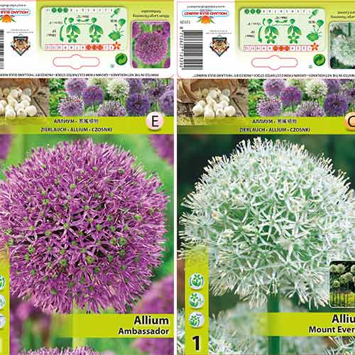 Tolles Angebot! Allium, Set von 2 Sorte - Blumenzwiebeln: Ilość w opakowaniu: 2 Stück