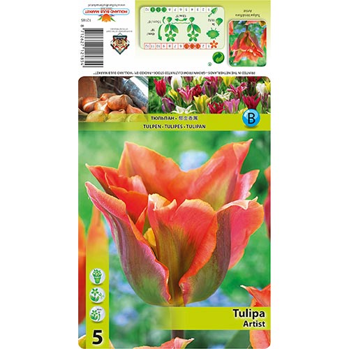 5 none, Tulpe Artist - Blumenzwiebeln: Ilość w opakowaniu: 5 none