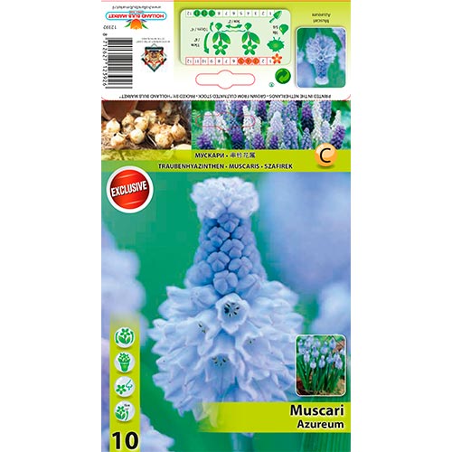 10 Stück, Traubenhyazinthe Azureum - Blumenzwiebeln: Ilość w opakowaniu: 10 Stück