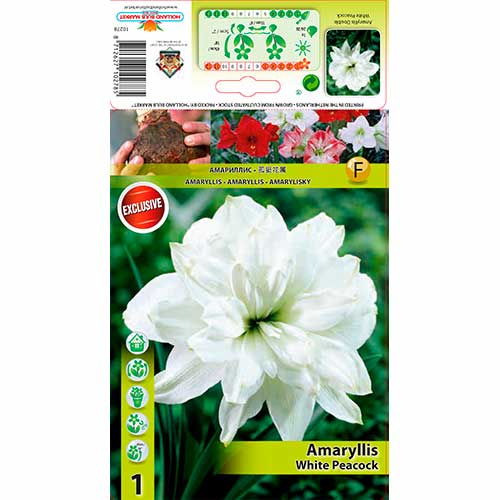 1 Stück, Amaryllis White Peacock - Zwiebeln: Ilość w opakowaniu: 1 Stück