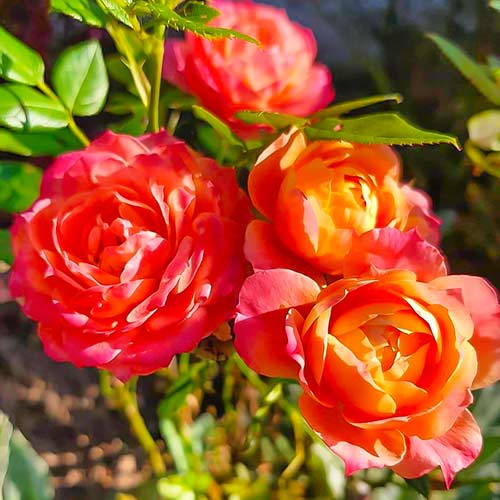 1 none, Rose Briosa - Setzlinge: Ilość w opakowaniu: 1 none