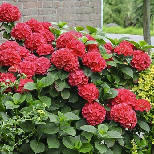 1 Pflanze(n), Gartenhortensie Red Miss Hepburn - Setzlinge: Ilość w opakowaniu: 1 Pflanze(n)