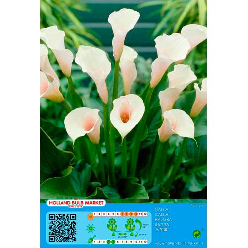 1 Stück, Calla White - Stauden: Ilość w opakowaniu: 1 Stück