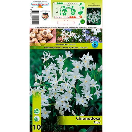 10 Stück, Sternhyazinthe Alba - Blumenzwiebeln: Ilość w opakowaniu: 10 Stück