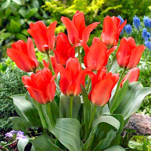 5 Stück, Tulpe Oriental Beauty - Blumenzwiebeln: Ilość w opakowaniu: 5 Stück
