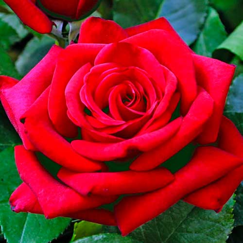 1 Pflanze(n), Großblütige Rose Velvet Alibi - Setzlinge: Ilość w opakowaniu: 1 Pflanze(n)