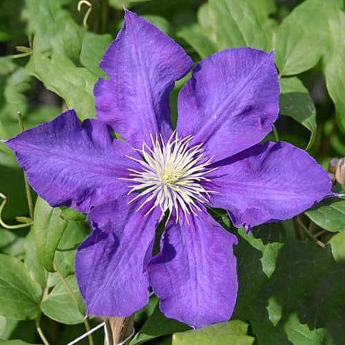 1 Pflanze(n), Clematis Lady Betty Balfour - Setzlinge: Ilość w opakowaniu: 1 Pflanze(n)