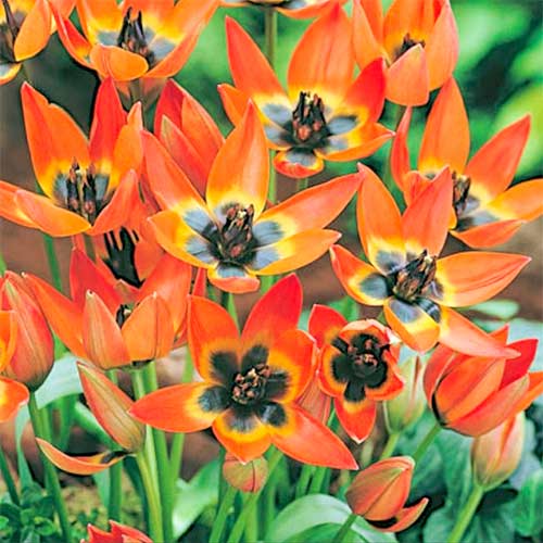 10 Stück, Tulpe Little Princess - Blumenzwiebeln: Ilość w opakowaniu: 10 Stück
