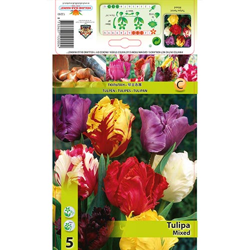 5 Stück, Papagei Tulpe, farbmischung - Blumenzwiebeln: Ilość w opakowaniu: 5 Stück