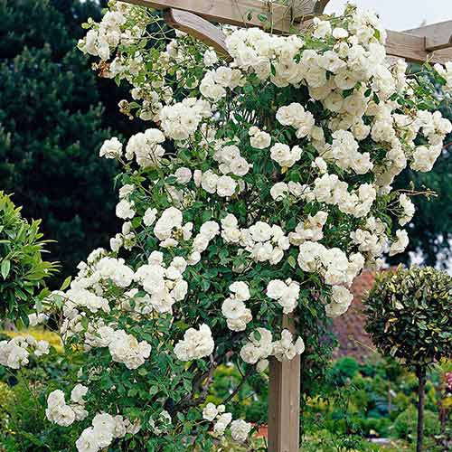 1 Pflanze(n), Kletterrose weiß - Setzlinge: Ilość w opakowaniu: 1 Pflanze(n)