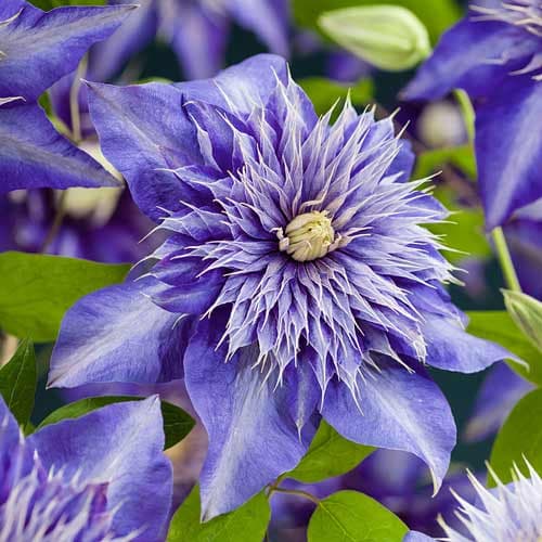 1 Pflanze(n), Clematis Multi Blue, С2 - Setzlinge: Ilość w opakowaniu: 1 Pflanze(n)