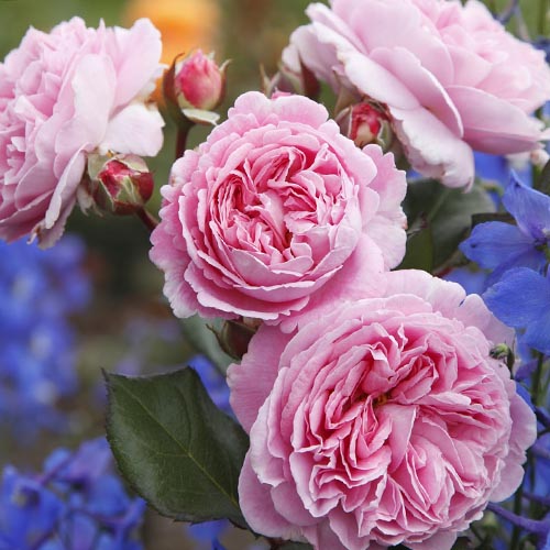 1 Pflanze(n), Rose Vaza Lavender - Setzlinge: Ilość w opakowaniu: 1 Pflanze(n)