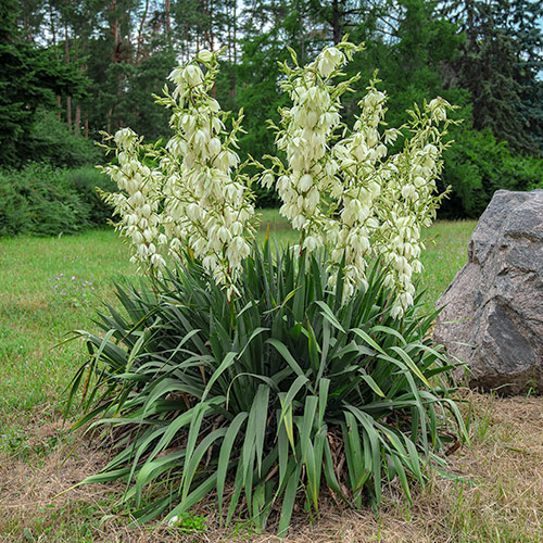 1 Stück, Fädige Palmlilie (Yucca Filamentosa) - Blumenzwiebeln: Ilość w opakowaniu: 1 Stück