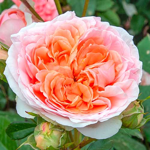 1 Pflanze(n), Großblütige Rose Chippendale - Setzlinge: Ilość w opakowaniu: 1 Pflanze(n)