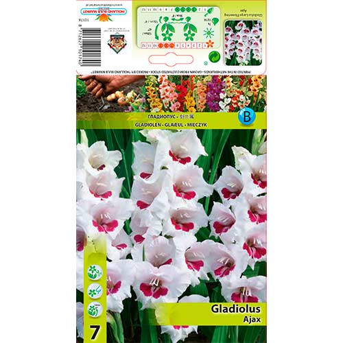7 Stück, Großblumige Gladiole Ajax - Zwiebeln: Ilość w opakowaniu: 7 Stück