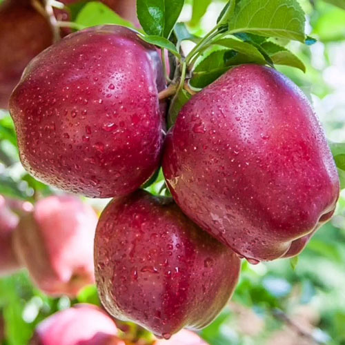 1 Pflanze(n), Apfel Red Shar, С2 - Setzlinge: Ilość w opakowaniu: 1 Pflanze(n)