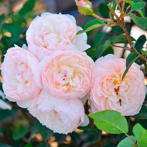 Rosa floribunda Natural Aroma - Plântulas: Ilość w opakowaniu: 1 plant