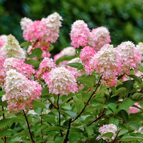 Ramo de hortênsias Pink Lady - Plântulas: Ilość w opakowaniu: 1 plant