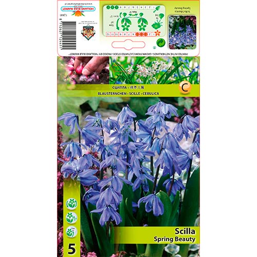 Scilla (Siberian Squill) Spring Beauty - Bulbos: Ilość w opakowaniu: 5 bulbe