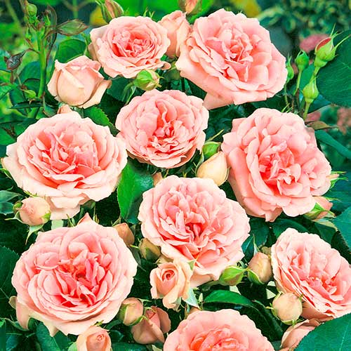 Rosa floribunda Kimono - Plântulas: Ilość w opakowaniu: 1 plant