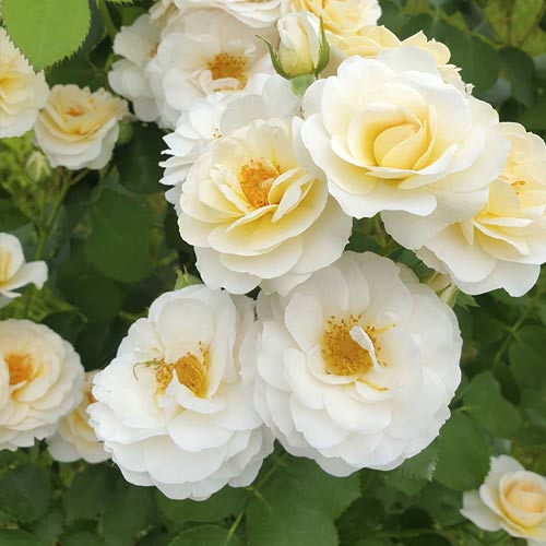 Rosa floribunda Zorza - Plántulas: Ilość w opakowaniu: 1 plantas