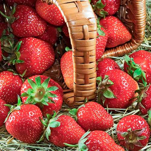 Fresa Senga Sengana - Plántulas: Ilość w opakowaniu: 5 plantas