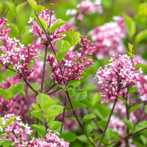 Lila roja Pixie, C2 - Plántulas: Ilość w opakowaniu: 1 plant