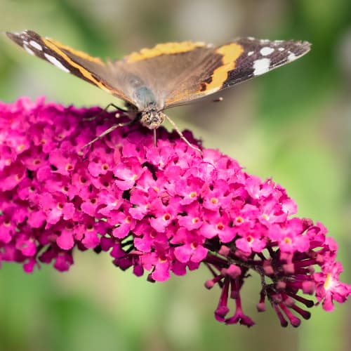 Buddleia davidii Rojo real, P9 - Plántulas: Ilość w opakowaniu: 1 plant