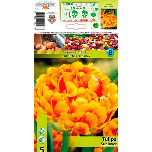 Tulipe Sunlover - Bulbos: Ilość w opakowaniu: 5 bulbos