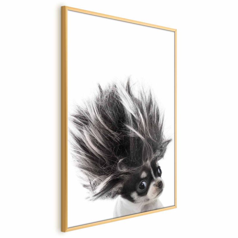 Plakat Artgeist Chihuahua 29,7x42 cm z ramą złotą 1 szt