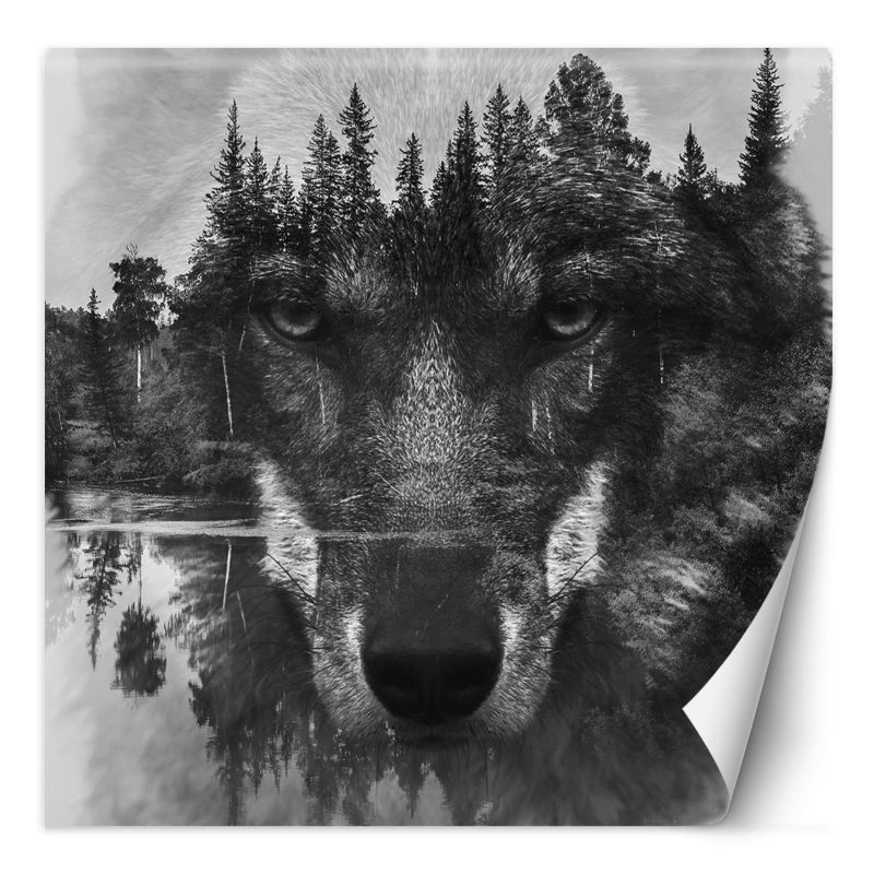 Fototapeta Feeby Wilk las we mgle jezioro 150x150 1 szt