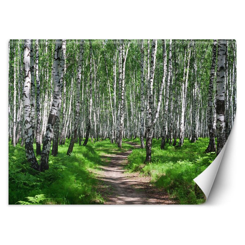 Fototapeta Feeby Las brzozowy 350x245 1 szt