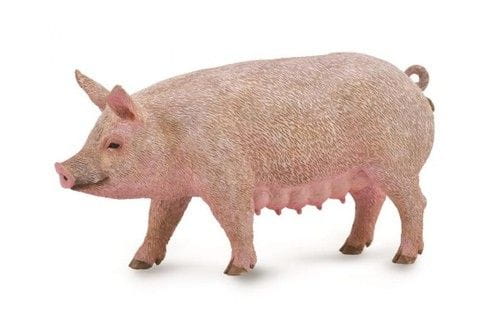 Maciora