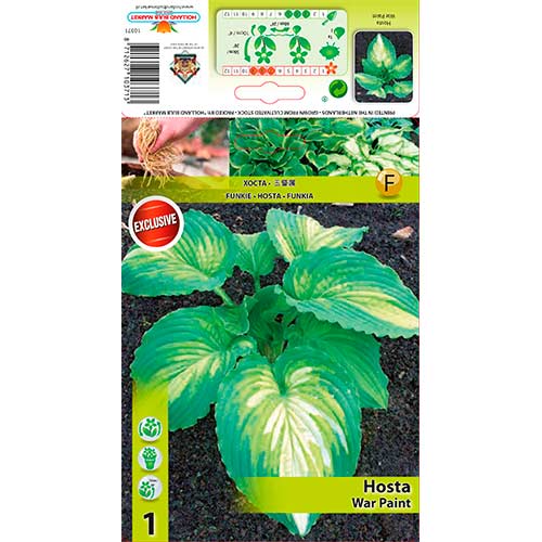 1 szt., Hosta (Funkia) War Paint - Byliny: Ilość w opakowaniu: 1 szt.