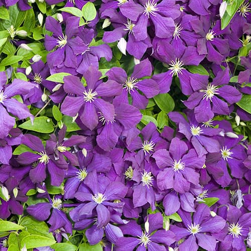 1 sadz, Clematis (Powojnik) Romantica - Sadzonki: Ilość w opakowaniu: 1 sadz