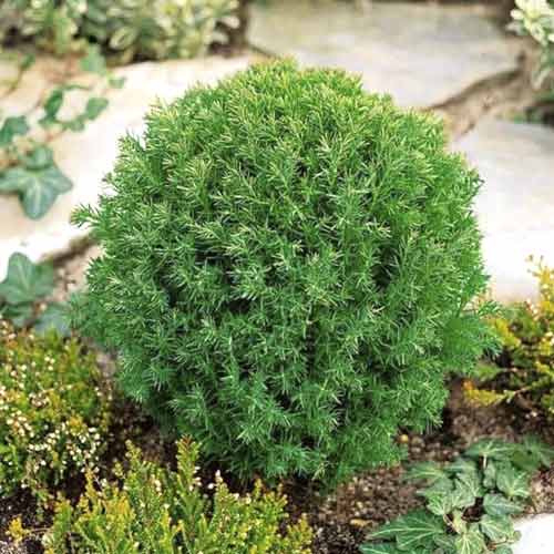 1 sadz, Żywotnik zachodni (Thuja) Teddy, С3 - Sadzonki: Ilość w opakowaniu: 1 sadz