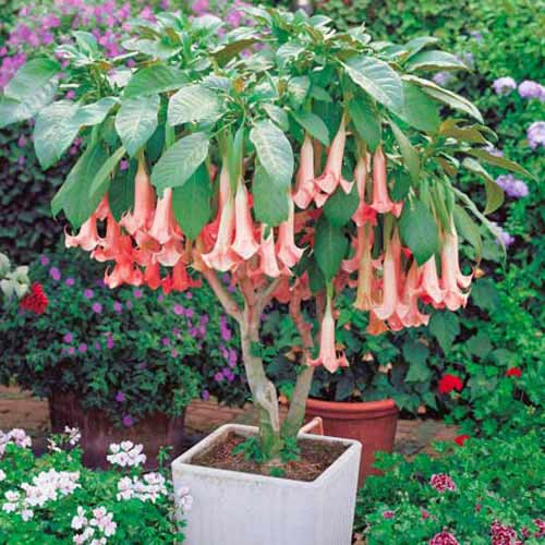 1 sadz, Brugmansia Pink - Byliny: Ilość w opakowaniu: 1 sadz