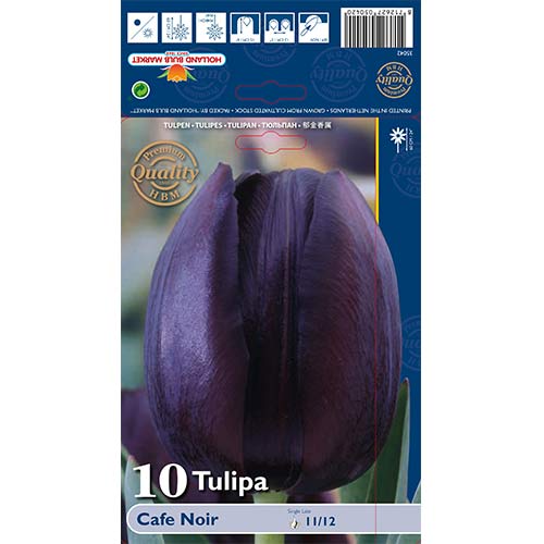 10 buc, Lalele Cafe Noir - Bulbi: Mod de ambalare: 10 buc
