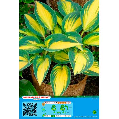 1 buc, Crin de toamnă (Hosta) Remember Me - Bulbi: Mod de ambalare: 1 buc