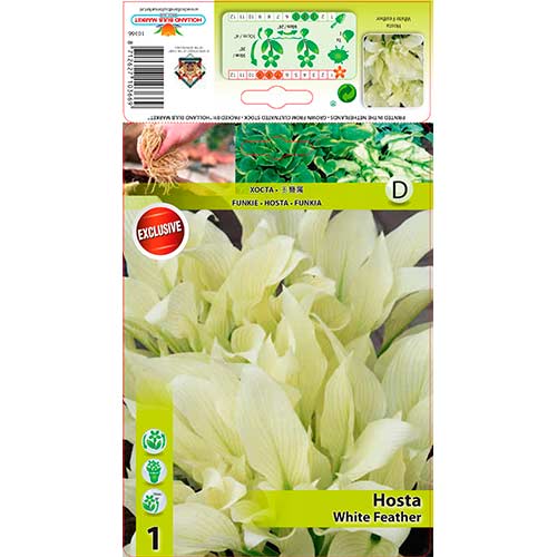 1 buc, Crin de toamnă (Hosta) White Feather - Bulbi: Mod de ambalare: 1 buc