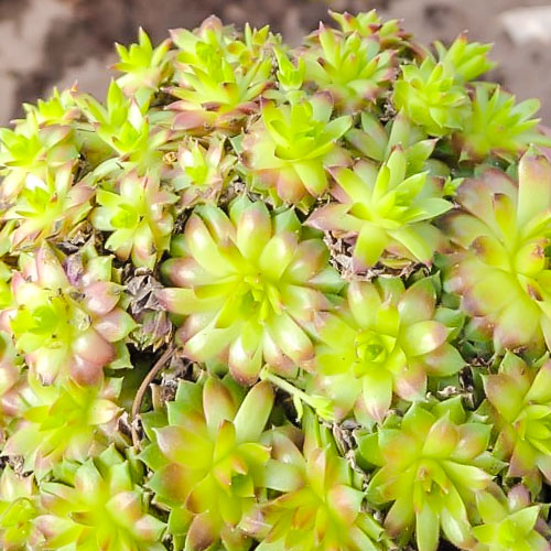 1 buc, Sempervivum (Urechelniță) Cameleon - Răsaduri: Mod de ambalare: 1 buc